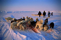 Inuit's husky dogs eating seal meat after successful hunt, Admiralty Inlet, Canadian Arctic
