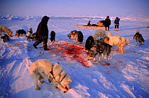 Huskies feeding on seal meat. Admiralty Inlet,  Canada