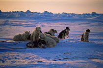 Huskies huddled together after eating, Admiralty Inlet, Canadian Arctic