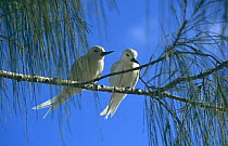 Pair of Fairy / White terns {Gygis alba} Cousin Island, Seychelles
