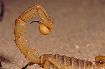 Sting on tail of scorpion