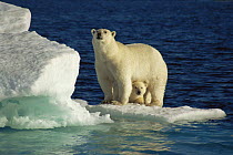 Polar bear cub peering out from under mother on ice floe. Wager Bay, Canada Arctic, summer 1996.