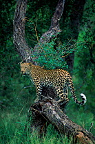 Female Leopard on Acacia tree, MalaMala Game Reserve. S. Africa