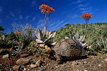 Leopard tortoise with coral aloes (Aloe striata) flowering. South Africa, Eastern Cape.