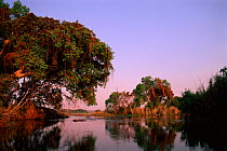 Zambezi River, Zimbabwe.