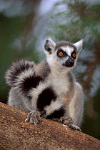 Portrait of Ring tailed lemur (Lemur catta) Madagascar. Berenty Private Reserve.