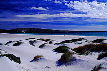 Sand dunes at Yorke Bay, East Falkland Island.