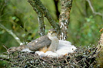Female Sparrowhawk with chicks in nest. (Accipiter nisus) UK