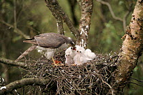 Female Sparrowhawk feeds chicks in nest. UK