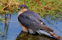 Male Sparrowhawk at water. Sussex, UK