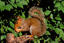 Grey squirrel {Sciurus carolinensis} feeding on acorn. Worcs, UK