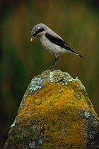 Wheatear male with food in beak. Dyfed, Wales, UK