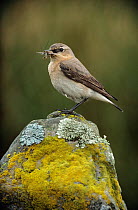 Wheatear (Oenanthe oenanthe) female perched on rock with insect prey, Dyfed, Wales, UK