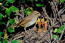 Nightingale feeding chicks (Luscinia megarhynchos) Spain