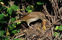 Nightingale (Luscinia megarhynchos) feeding chicks at nest, Spain