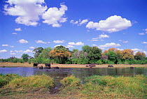 Elephants & hippos at waterhole Moremi Wildlife Reserve Botswana
