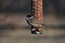 Blackcap perched on nut feeder, England, UK.