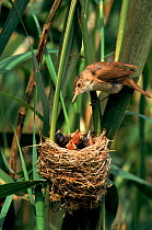 Reed Warbler at nest with young. UK