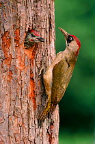 Green Woodpecker feeding young at nest in tree, England, UK
