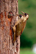 Green Woodpeckers feeding young at nest in tree, UK