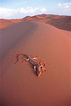 Desert monitor lizard, Sahara desert