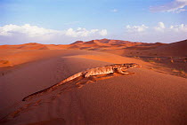 Desert monitor (Varanus griseus) Sahara desert