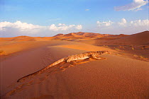 Desert monitor {Varanus griseus} Sahara desert