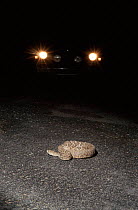 Western diamondback rattlesnake in road, lit by car headlights. The road lies in the path of the snakes migratory route across the Sonoran Desert, Arizona USA. Many become casualties when crossing.