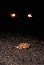Western diamondback rattlesnake {Crotalus atrox} in road at night. BBC Incredible Journeys. Road in the path of snake's migratory route across the Sonoran Desert, Arizona USA. Many killed on road.