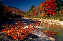 Autumn colours reflected in the Saco Valley, White Mountains, USA River scene with autumn trees.