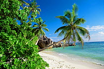 Palm trees on the beach, Anse Source d'Argent beach, La Digue, Seychelles, Indian Ocean