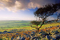 Dartmoor National Park moorland and tree bent by  prevailing wind, near Tavistock, Devon, England.