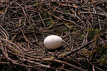 Short toed eagle egg in nest, Spain