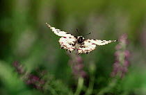 Eastern festoon butterfly flying (Allancastria cerisyi)