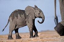 First steps - young Elephant calf follows mother. Chobe National Park, Botswana, Africa.