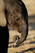Elephant calf holding twig in trunk, Chobe National Park, Botswana, Africa.