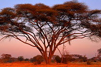 Camel thorn acacia tree, Okavango Delta, Botswana, Africa
