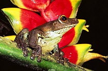 Tree frog (Hyla sp) Ecuadorian Amazon, South America