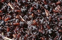 Close up of Wood ants massed on ant hill (Formica rufa), Abernethy, Scotland
