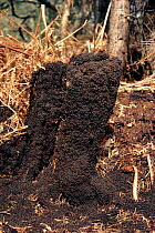 Wood ants emerging from nest after hibernation, UK