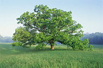 Oak tree (Quercus sp) in field, Wisconsin, USA