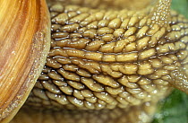 Close up of Edible snail neck (Helix pomatia) Poland