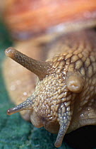 Close up of head of Edible snail (Helix pomatia) Poland.