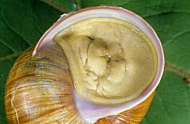 Edible snail in shell (Helix pomatia) Poland