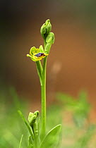 Yellow ophrys orchid flower (Ophrys lutea) Crete