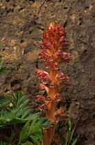 Flower of the parasitic plant broomrape (Orobanchaceae sp) Lato, Crete