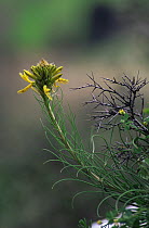 Yellow asphodel (Asphodeline lutea) in flower. Lasithi, Crete