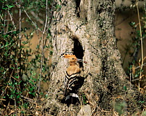 Hoopoe at nest hole with food (Upupa epops) Spain