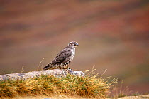 Immature gyrfalcon on rock. (Falco rusticolus) NW Territories, Canada.