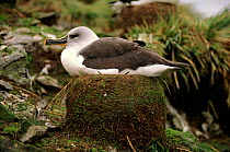 Grey headed albatross (Thalassarche chrysostoma) on nest, Bird Island, South Georgia, October
